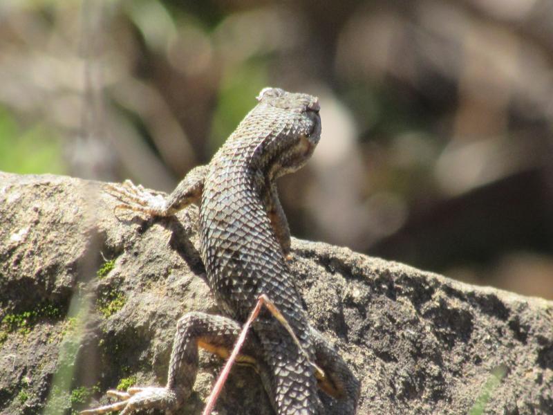 NorthWestern Fence Lizard (Sceloporus occidentalis occidentalis)