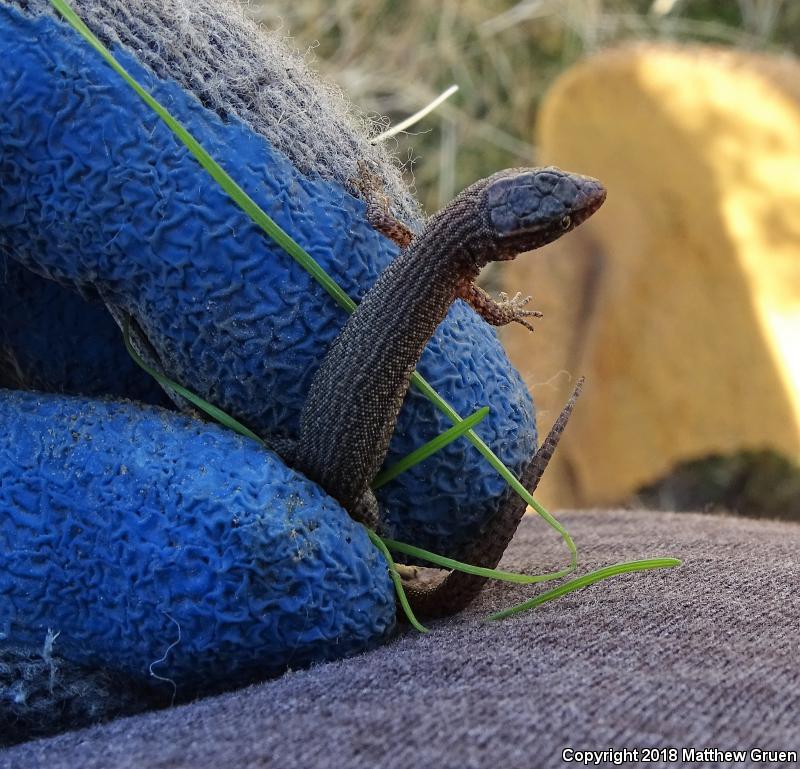 Desert Night Lizard (Xantusia vigilis vigilis)