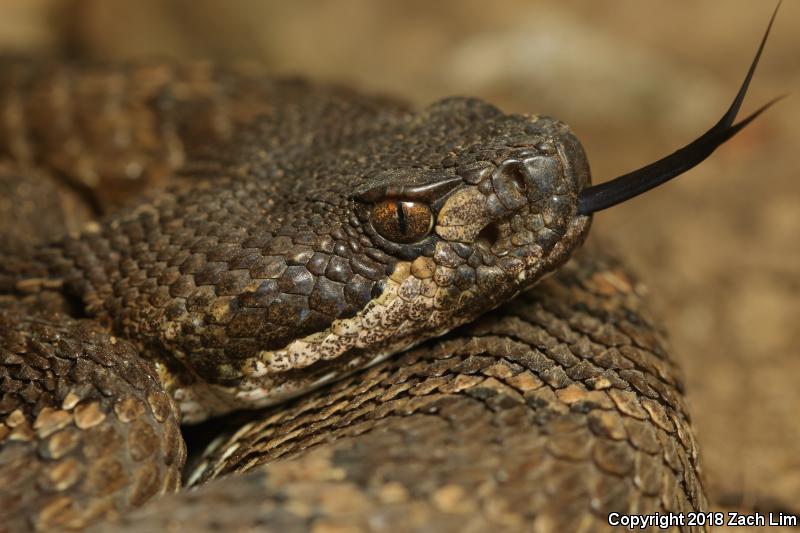 Northern Pacific Rattlesnake (Crotalus oreganus oreganus)