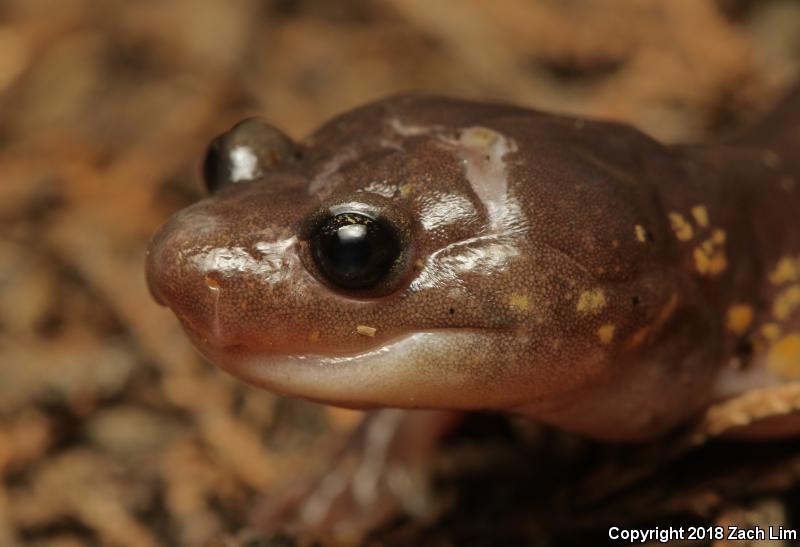 Arboreal Salamander (Aneides lugubris)