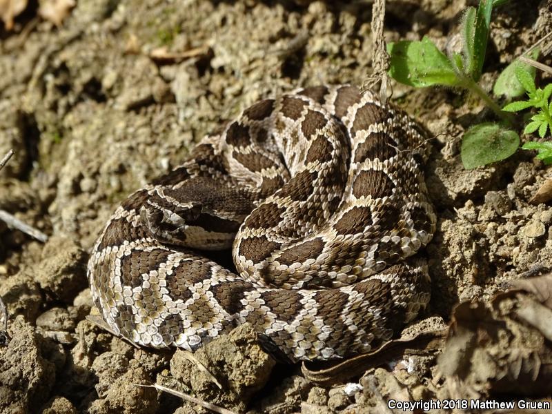 Southern Pacific Rattlesnake (Crotalus oreganus helleri)