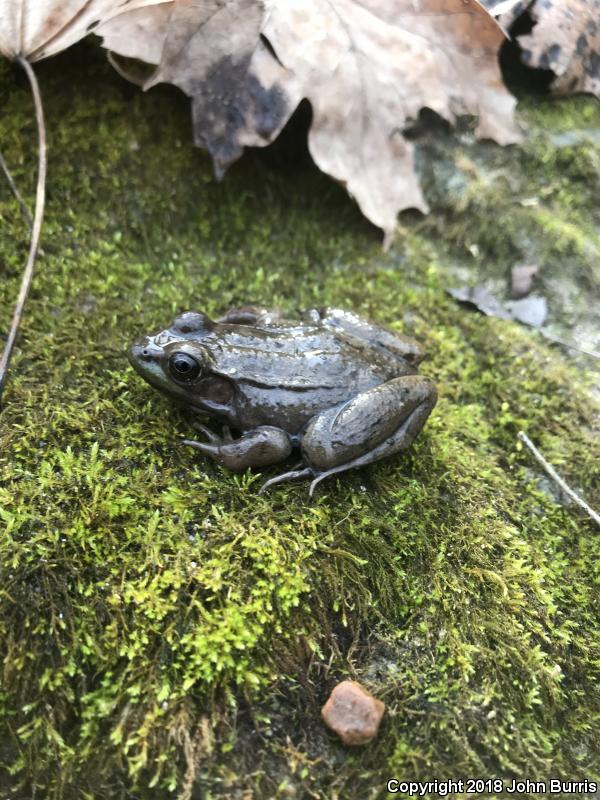 Northern Green Frog (Lithobates clamitans melanota)