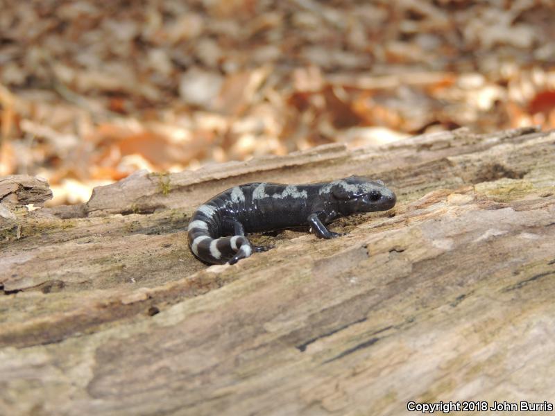 Marbled Salamander (Ambystoma opacum)