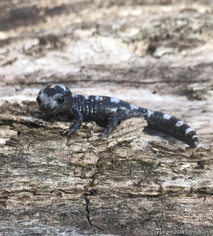 Marbled Salamander (Ambystoma opacum)