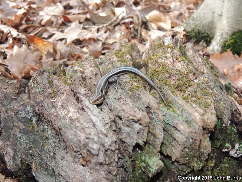 Broadhead Skink (Plestiodon laticeps)