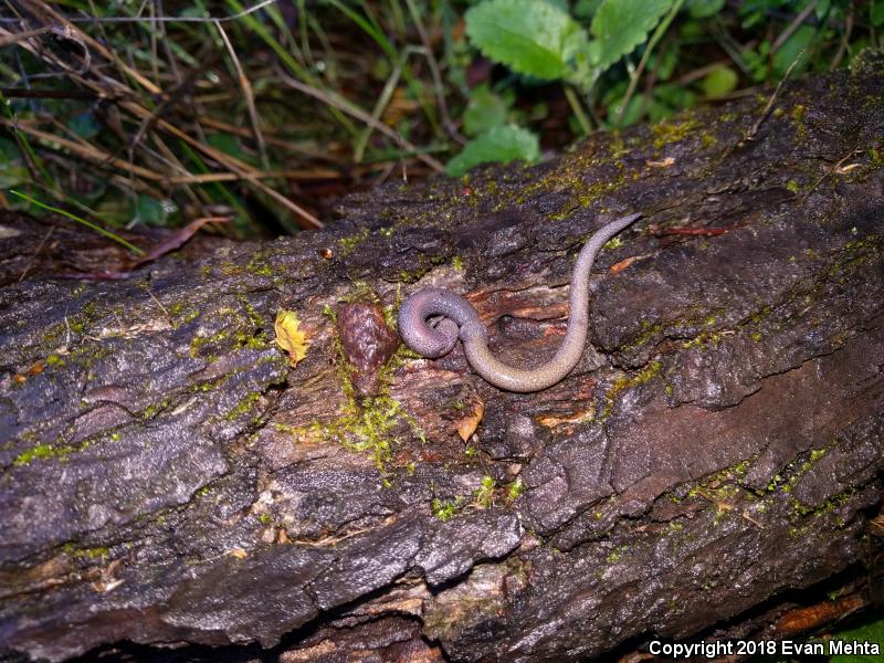 California Slender Salamander (Batrachoseps attenuatus)