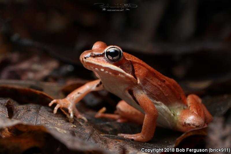 Wood Frog (Lithobates sylvaticus)