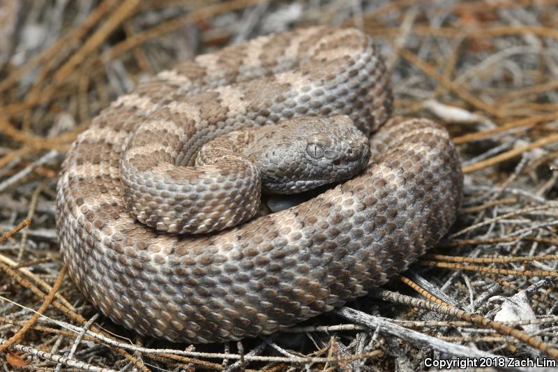 Panamint Rattlesnake (Crotalus stephensi)