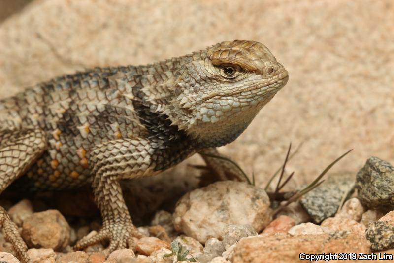 Yellow-backed Spiny Lizard (Sceloporus uniformis)