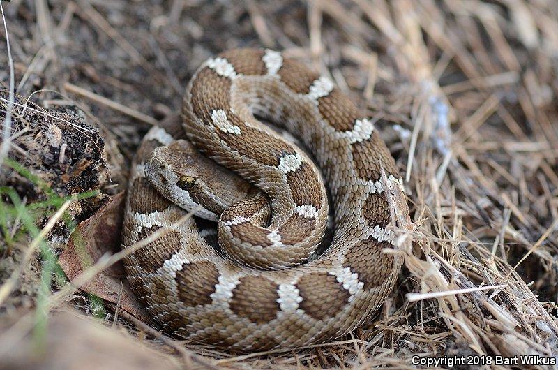 Northern Pacific Rattlesnake (Crotalus oreganus oreganus)