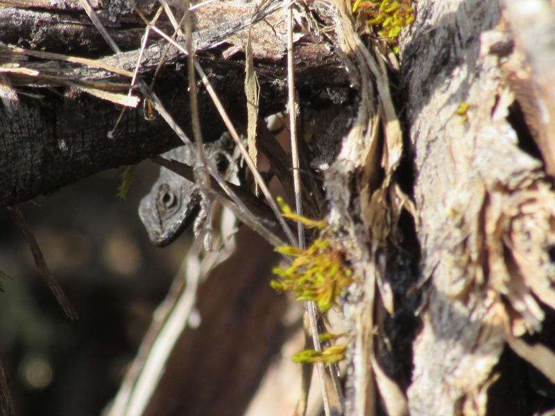 NorthWestern Fence Lizard (Sceloporus occidentalis occidentalis)