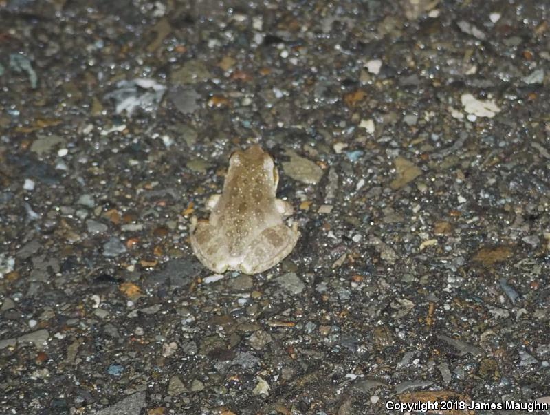 Sierran Treefrog (Pseudacris sierra)