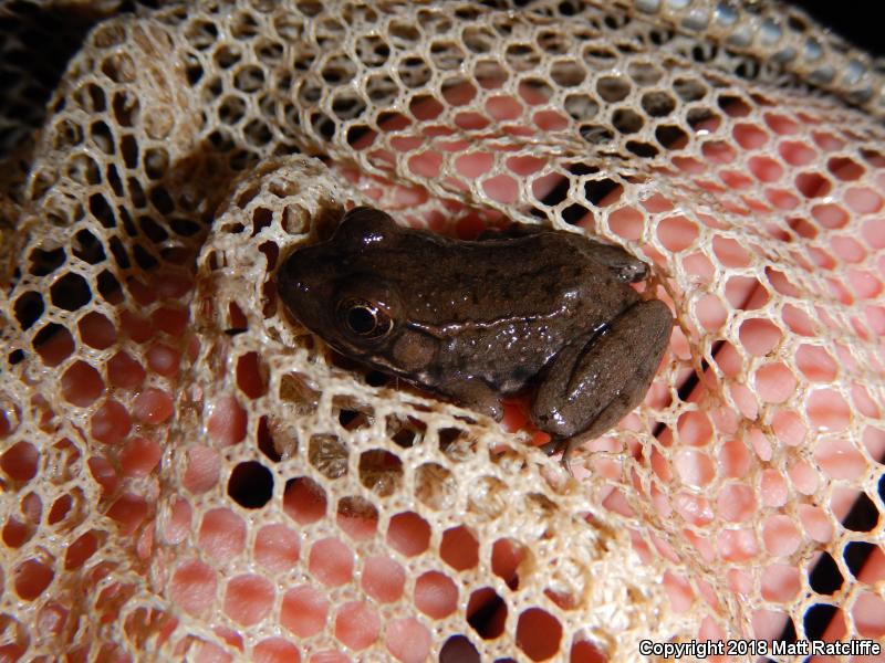 Northern Green Frog (Lithobates clamitans melanota)