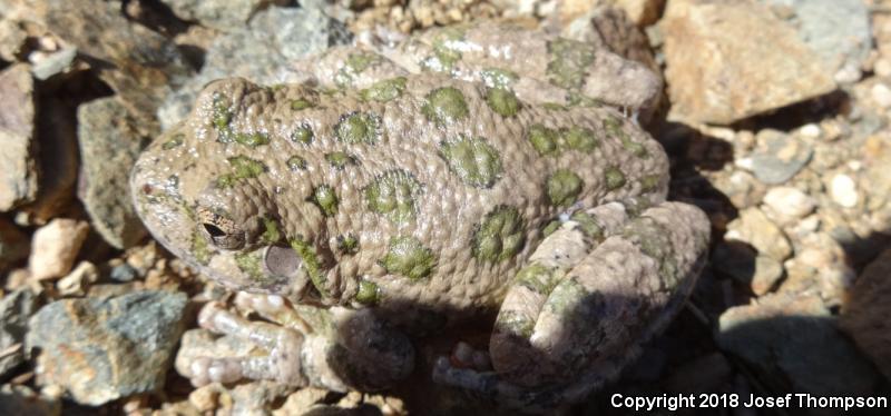 Canyon Treefrog (Hyla arenicolor)