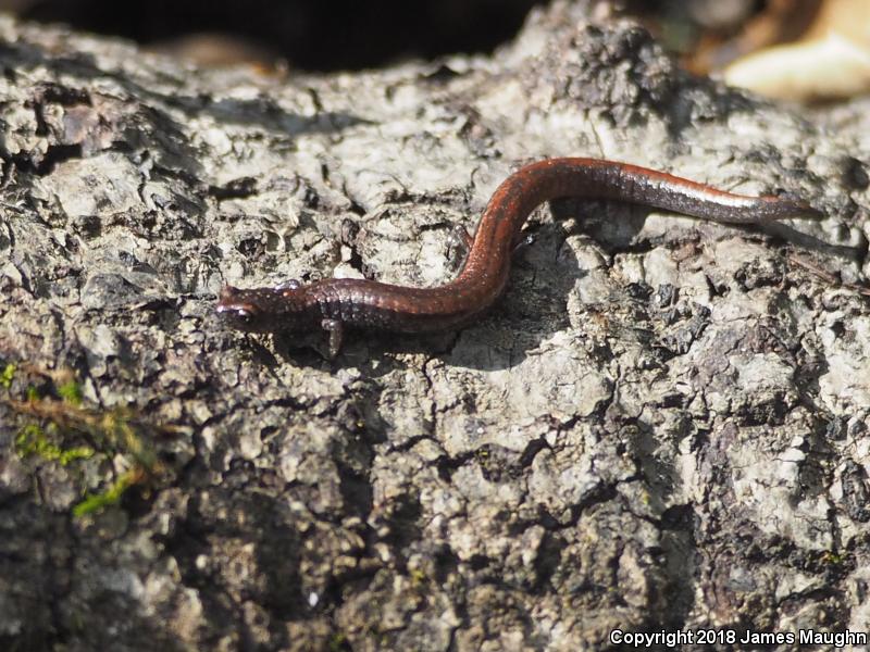 California Slender Salamander (Batrachoseps attenuatus)