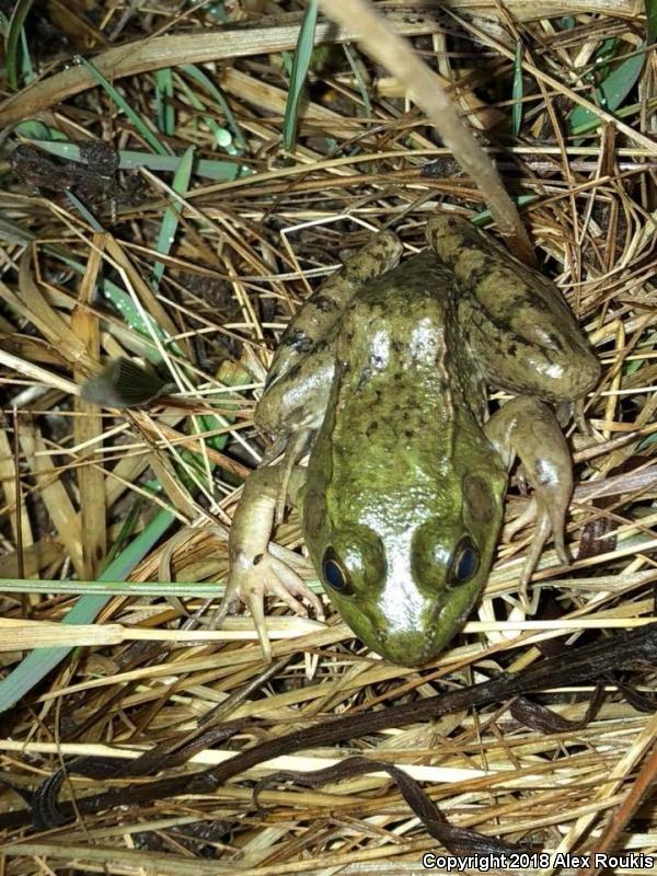 Northern Green Frog (Lithobates clamitans melanota)