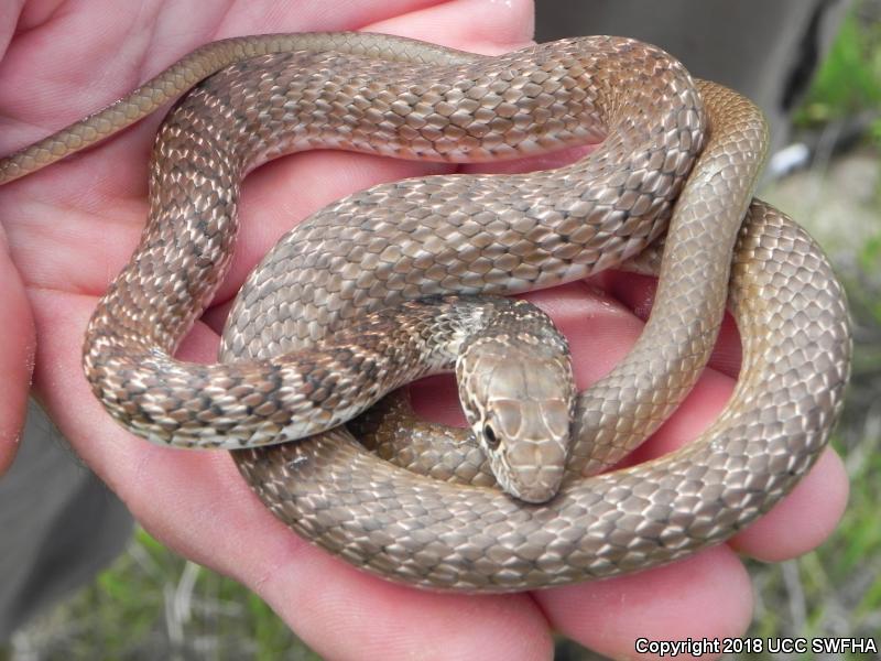 Red Racer (Coluber flagellum piceus)