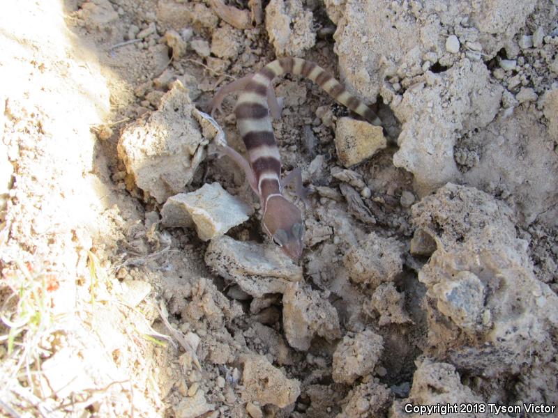 Utah Banded Gecko (Coleonyx variegatus utahensis)