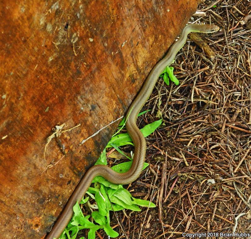 Western Yellow-bellied Racer (Coluber constrictor mormon)