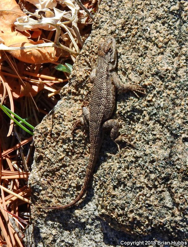 Great Basin Fence Lizard (Sceloporus occidentalis longipes)