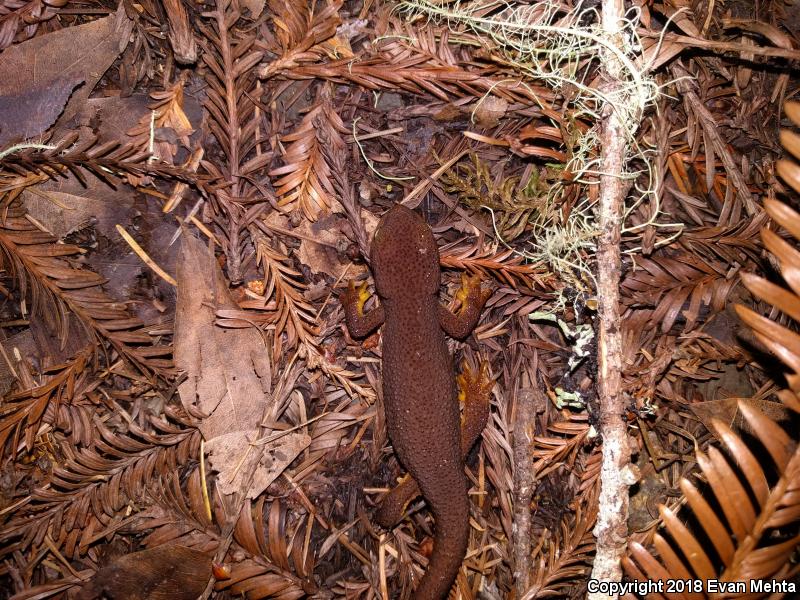 Coast Range Newt (Taricha torosa torosa)