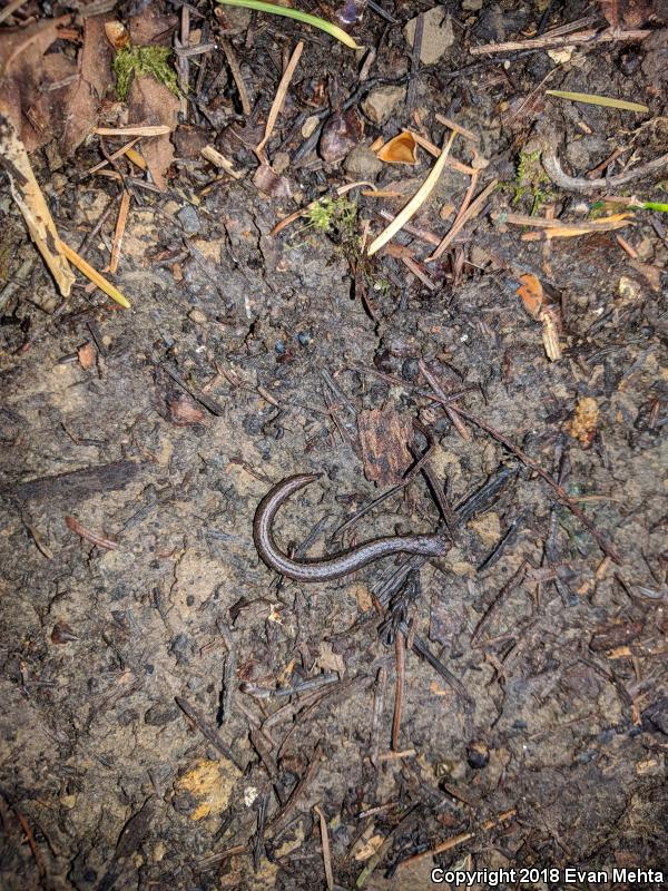 California Slender Salamander (Batrachoseps attenuatus)