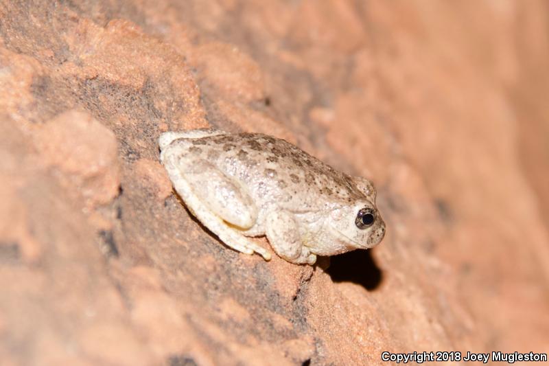 Canyon Treefrog (Hyla arenicolor)