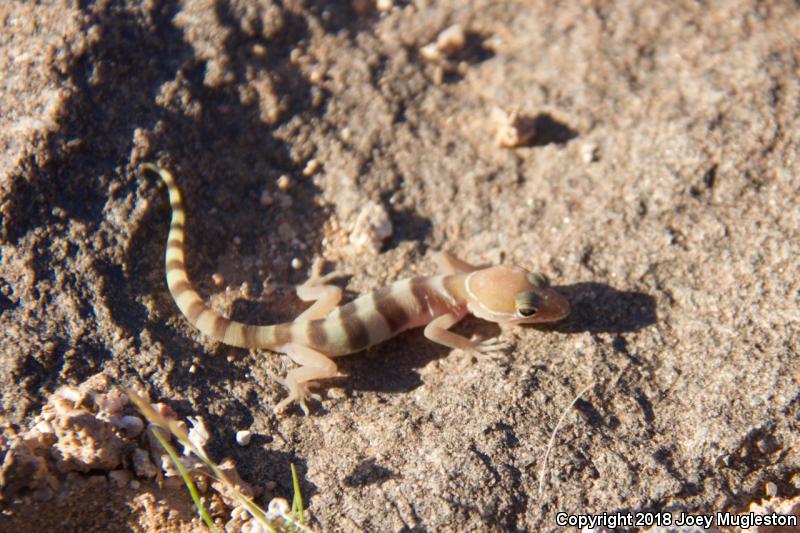 Utah Banded Gecko (Coleonyx variegatus utahensis)