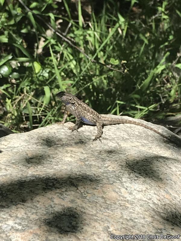 Great Basin Fence Lizard (Sceloporus occidentalis longipes)