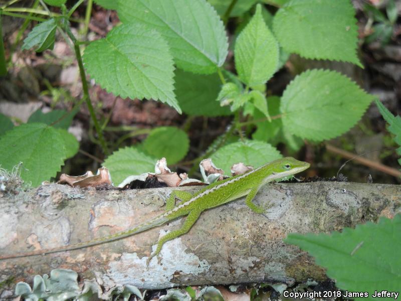 Northern Green Anole (Anolis carolinensis carolinensis)