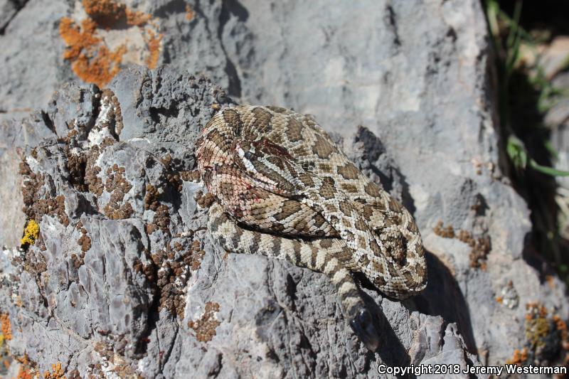 Great Basin Rattlesnake (Crotalus oreganus lutosus)