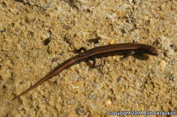 Little Brown Skink (Scincella lateralis)