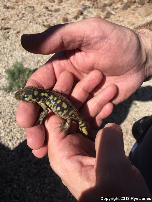 Arizona Tiger Salamander (Ambystoma mavortium nebulosum)