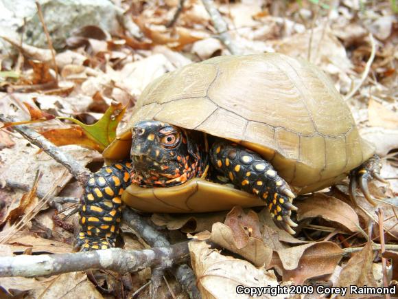 Three-toed Box Turtle (Terrapene carolina triunguis)