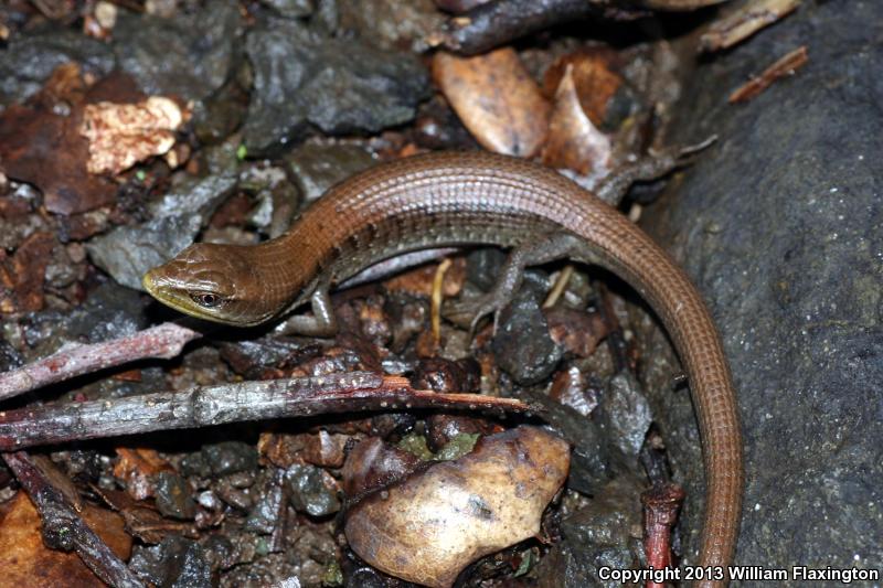 California Alligator Lizard (Elgaria multicarinata multicarinata)