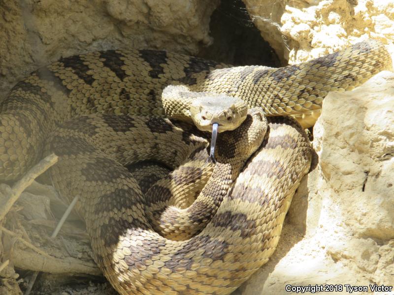 Great Basin Rattlesnake (Crotalus oreganus lutosus)