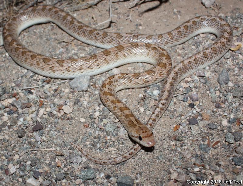 Desert Glossy Snake (Arizona elegans eburnata)