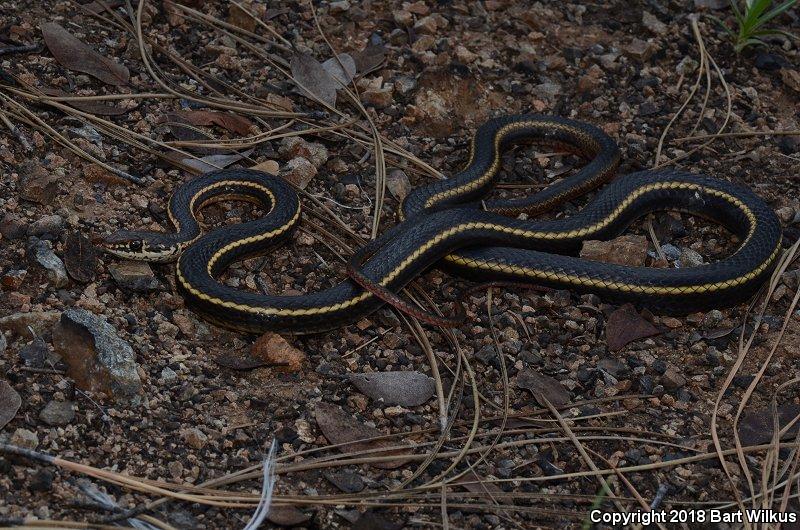 California Striped Racer (Coluber lateralis lateralis)