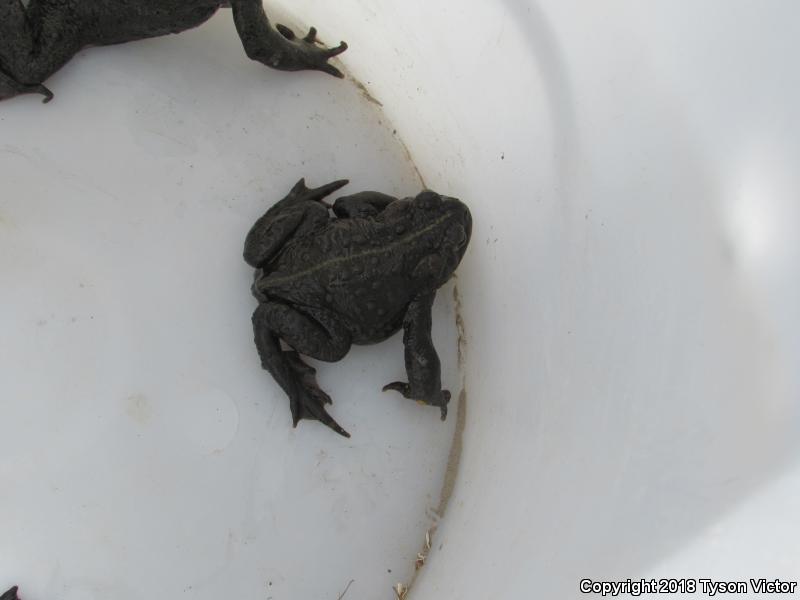 Boreal Toad (Anaxyrus boreas boreas)