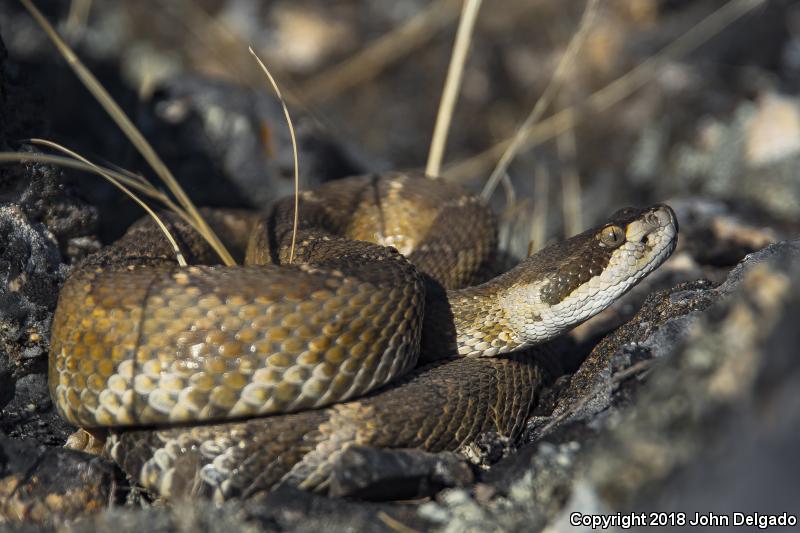 Northern Pacific Rattlesnake (Crotalus Oreganus Oreganus)