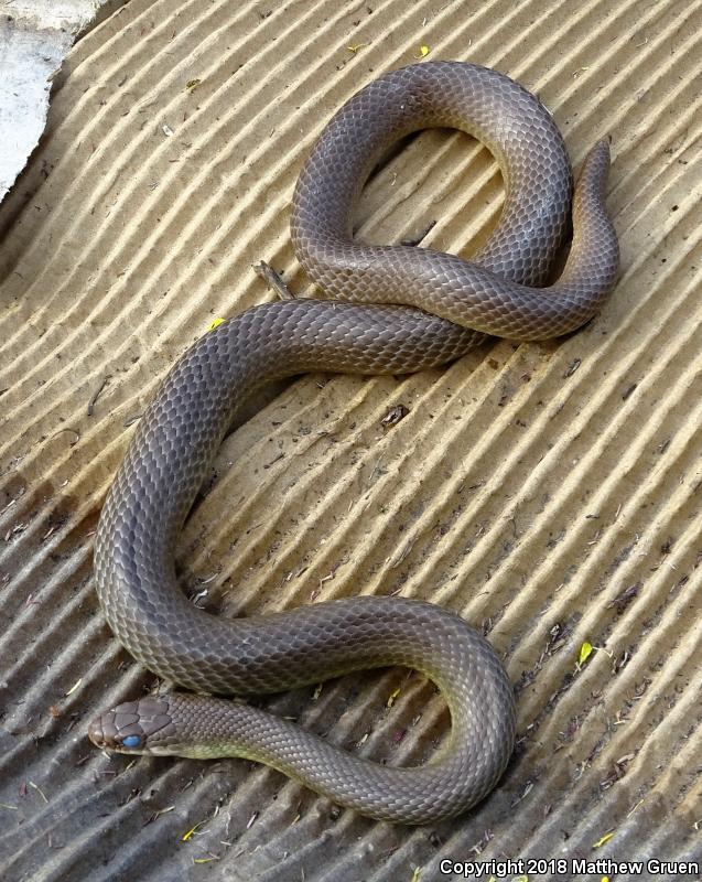 Western Yellow-bellied Racer (Coluber constrictor mormon)