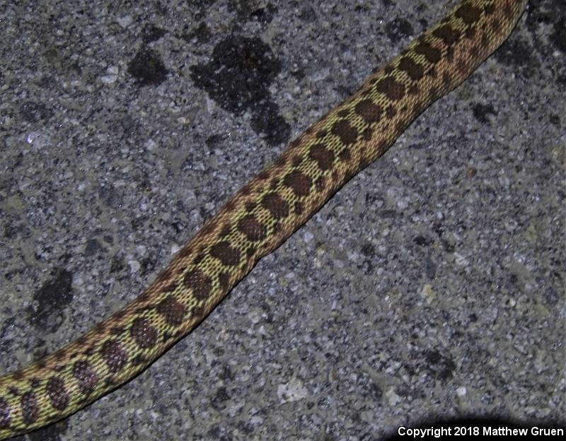 Gopher Snake (Pituophis catenifer)