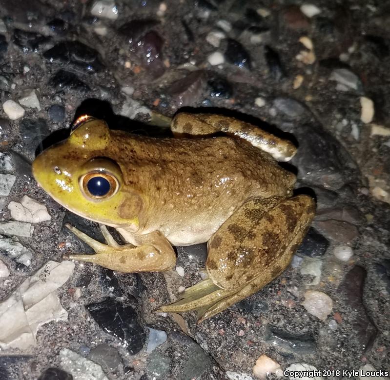 American Bullfrog (Lithobates catesbeianus)