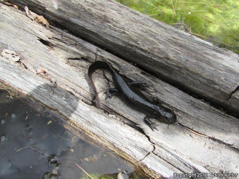 Arizona Tiger Salamander (Ambystoma mavortium nebulosum)