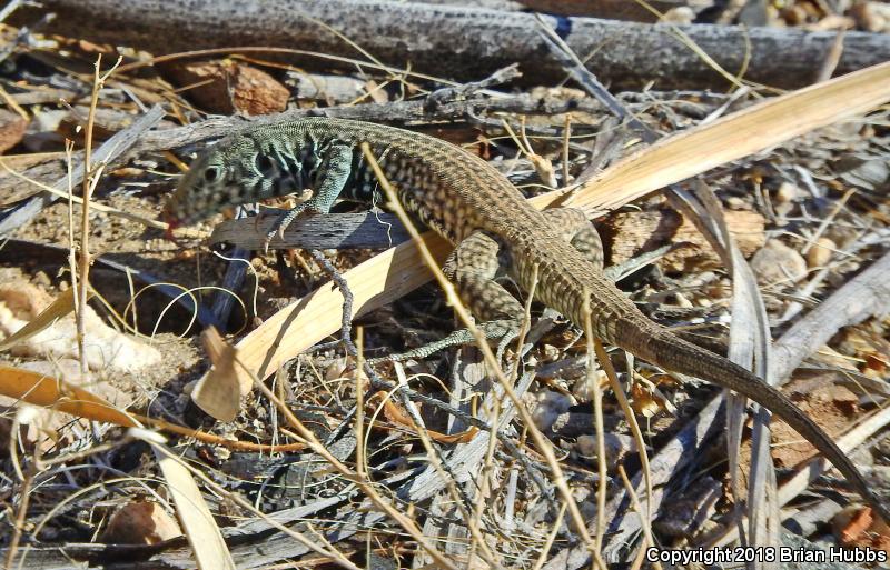 Great Basin Whiptail (Aspidoscelis tigris tigris)