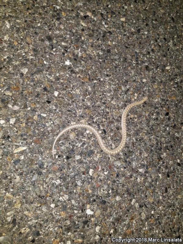 Mojave Glossy Snake (Arizona elegans candida)