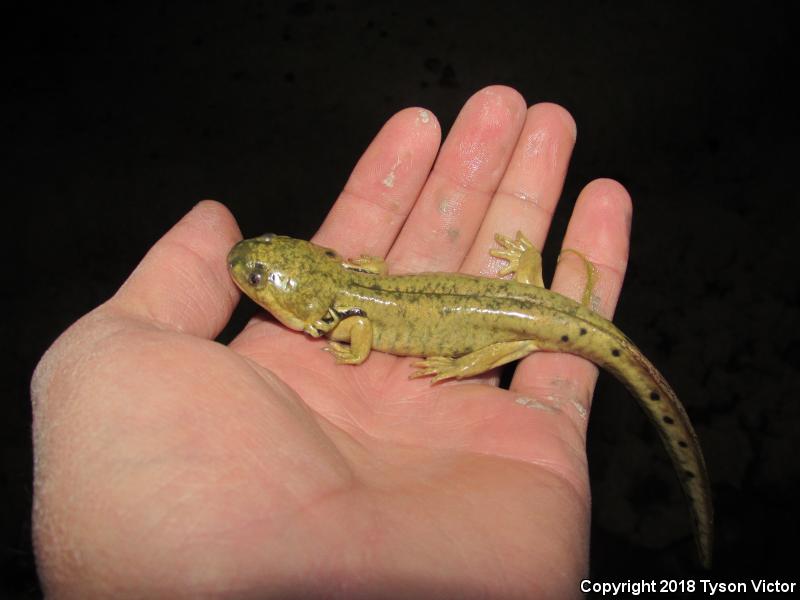 Arizona Tiger Salamander (Ambystoma mavortium nebulosum)