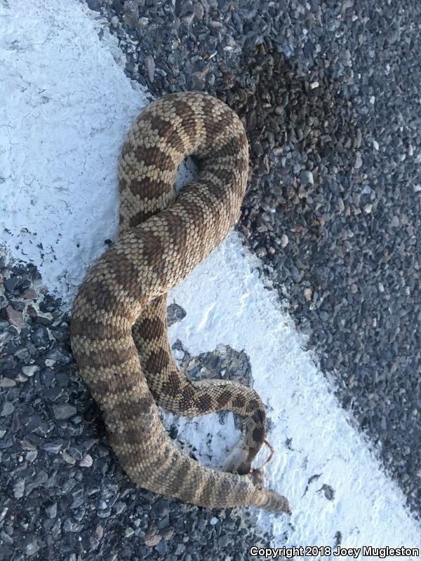 Great Basin Rattlesnake (Crotalus oreganus lutosus)