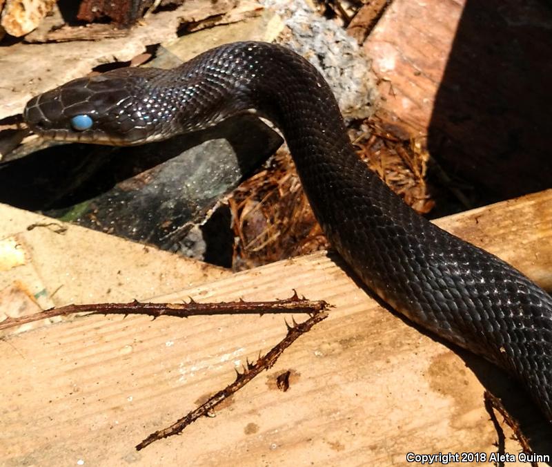 Black Ratsnake (Pantherophis obsoletus)