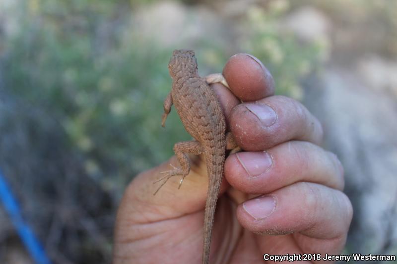 Plateau Fence Lizard (Sceloporus tristichus)